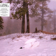 Wisp – Pandora (RARE COLOR!)