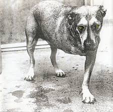 Alice in Chains – Self-Titled (3 Legged Dog Color!)